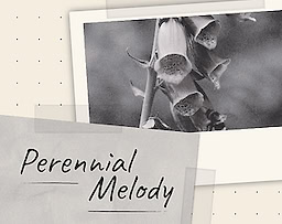Perennial Melody