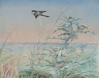 BirdSong & March