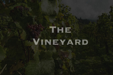 The Vineyard