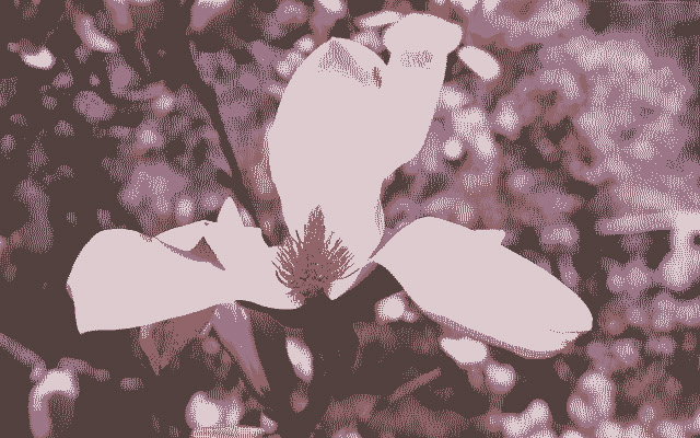 Missing the Magnolias Again