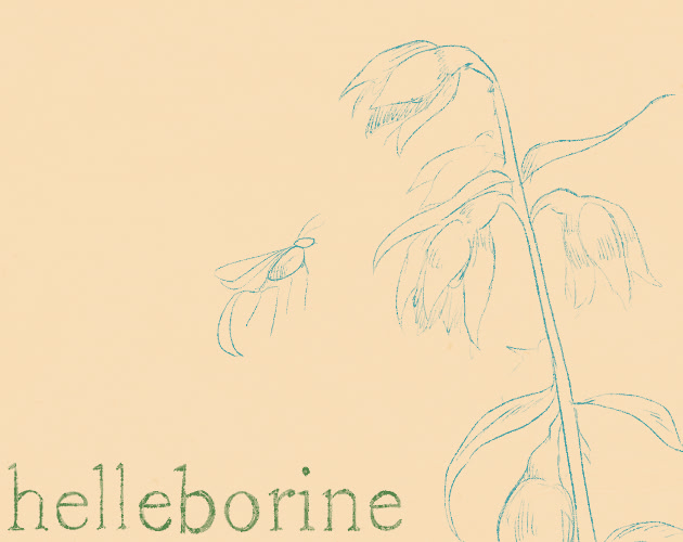 Helleborine
