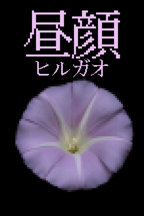 Hirugao